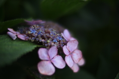 紫陽花_42　終わりゆく