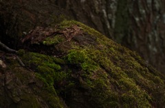 田多井観音堂_T90