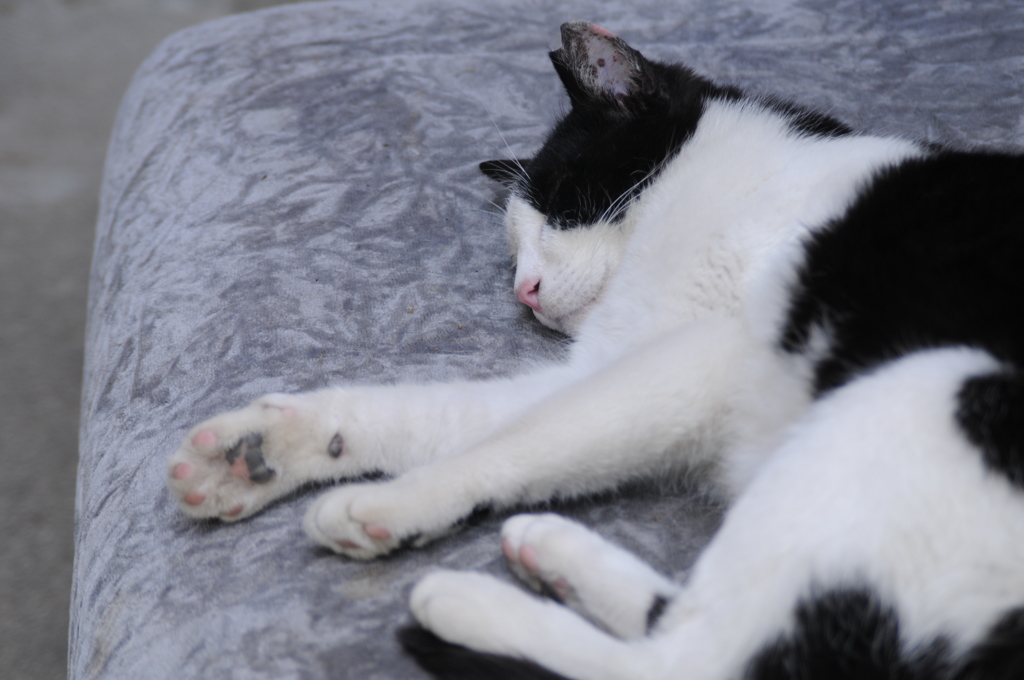 cat_295　ピントはハナにしてみたニャ