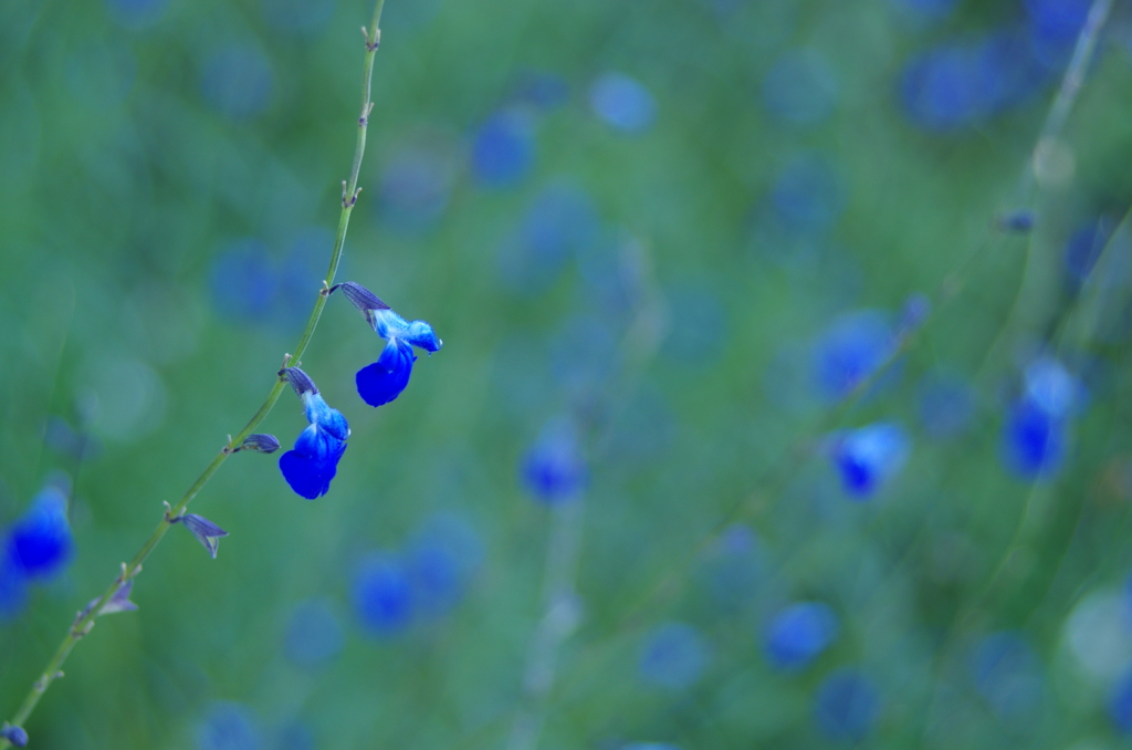 サルビア・アズレア