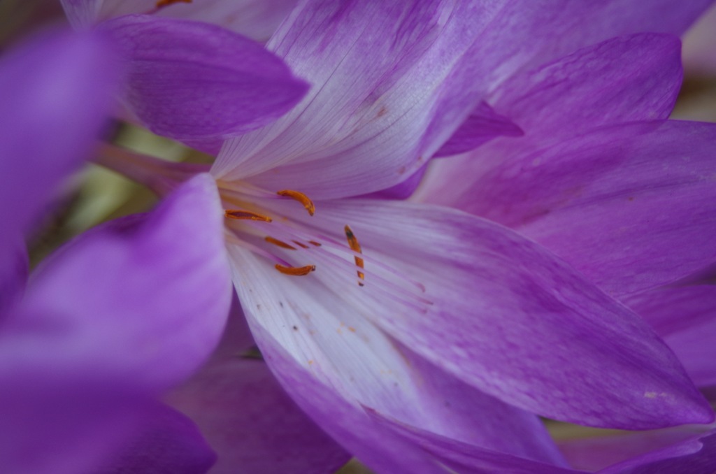 M ZOOM試し撮り_イヌサフラン