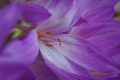 M ZOOM試し撮り_イヌサフラン