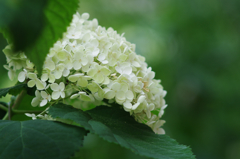 紫陽花_39　アナベル