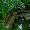 あじさい寺にて_4