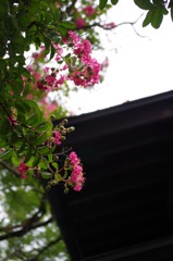 13_枇杷の湯の百日紅