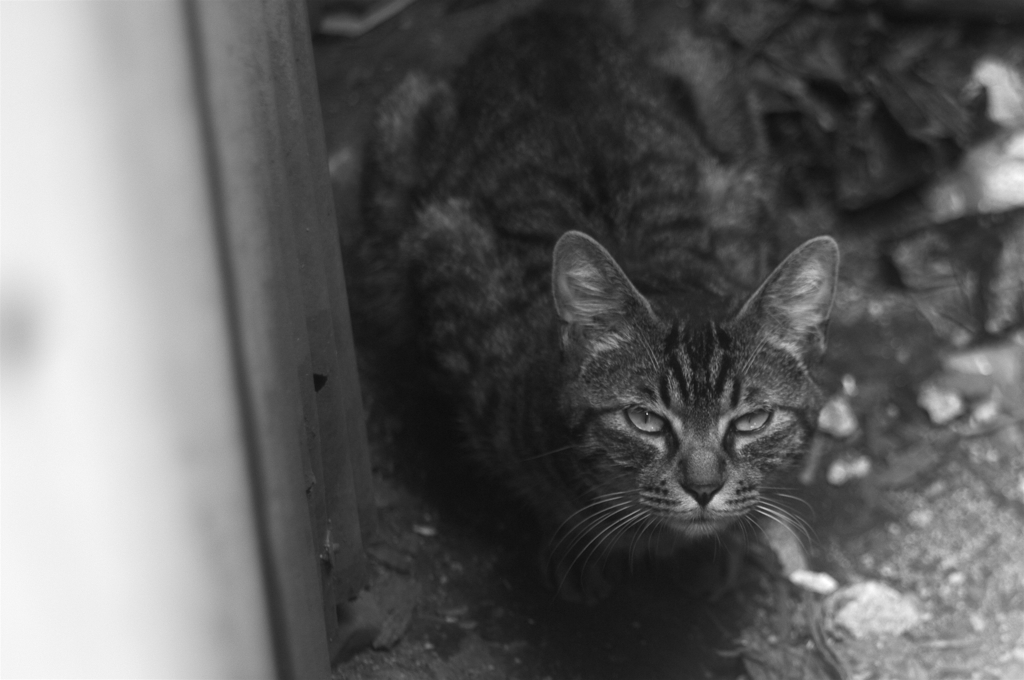 cat_61