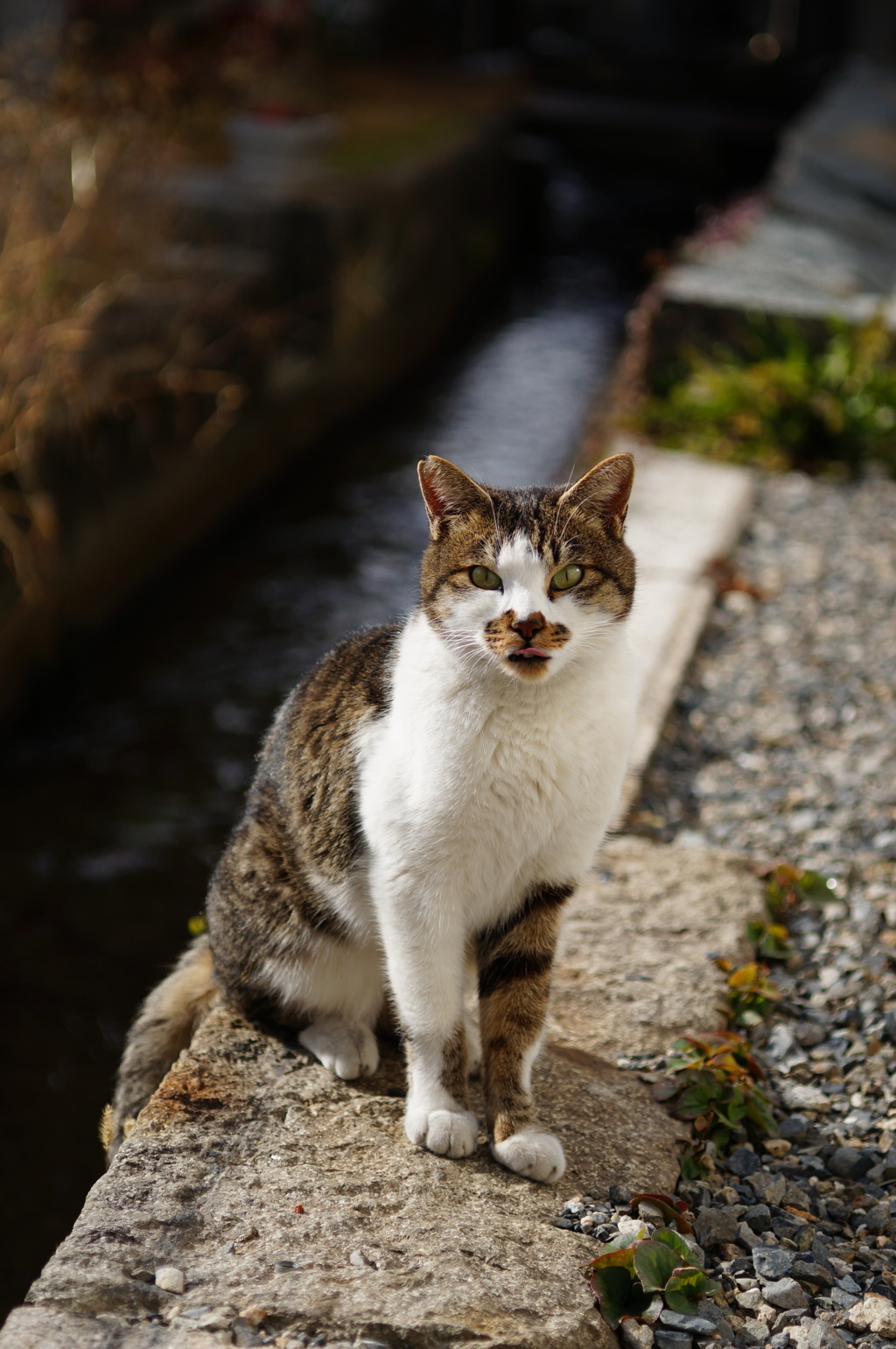 cat_463　こんにちにゃ
