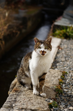 cat_463　こんにちにゃ