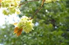 御衣黄_MZD75-300_1