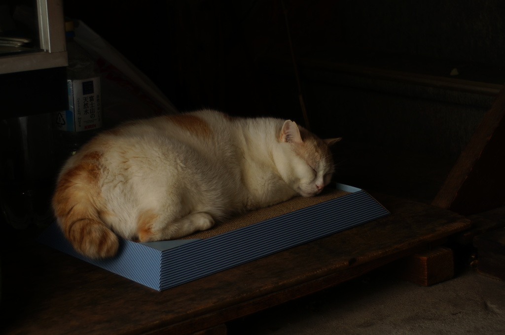 cat_82  新しいベッド