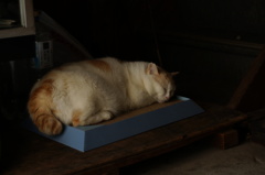 cat_82  新しいベッド