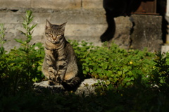 cat_446　朝日を待っていた