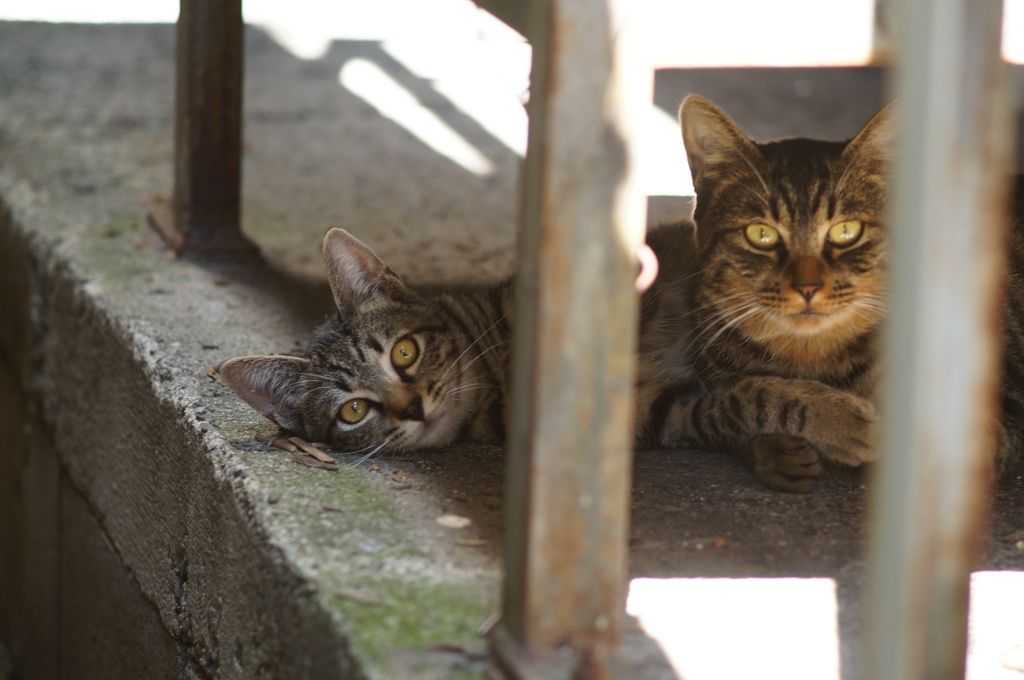 cat_75  お母さんと一緒