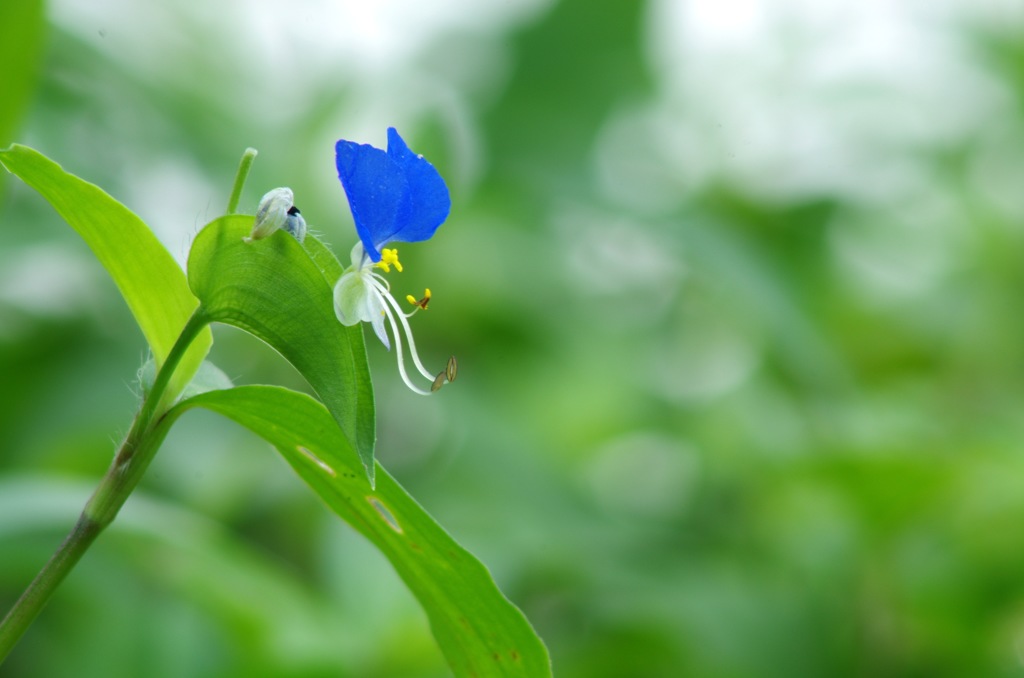 露草