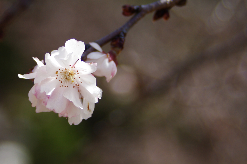 十月桜