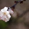 十月桜