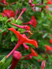 4_N_オシロイバナ