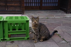 cat_158　カメラ目線いただき!