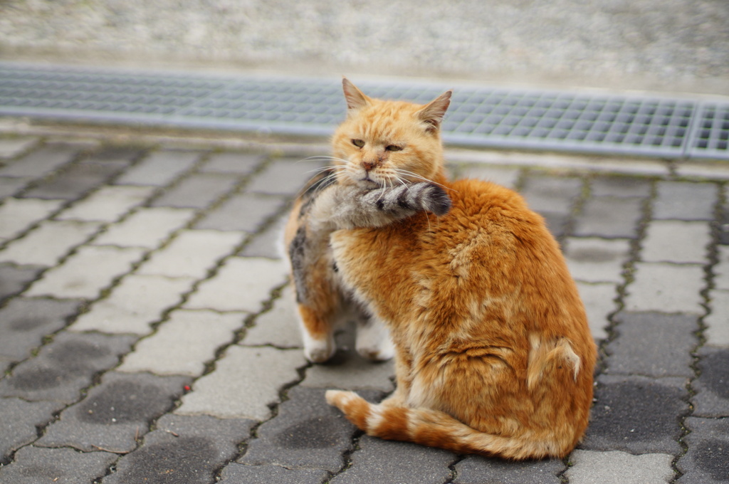 cat_513　モテる男は辛いにゃ