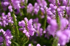 *ist DS 試し撮り_4