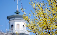 黄色い花と旧開智学校