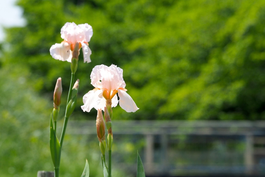 ジャーマンアイリス_3