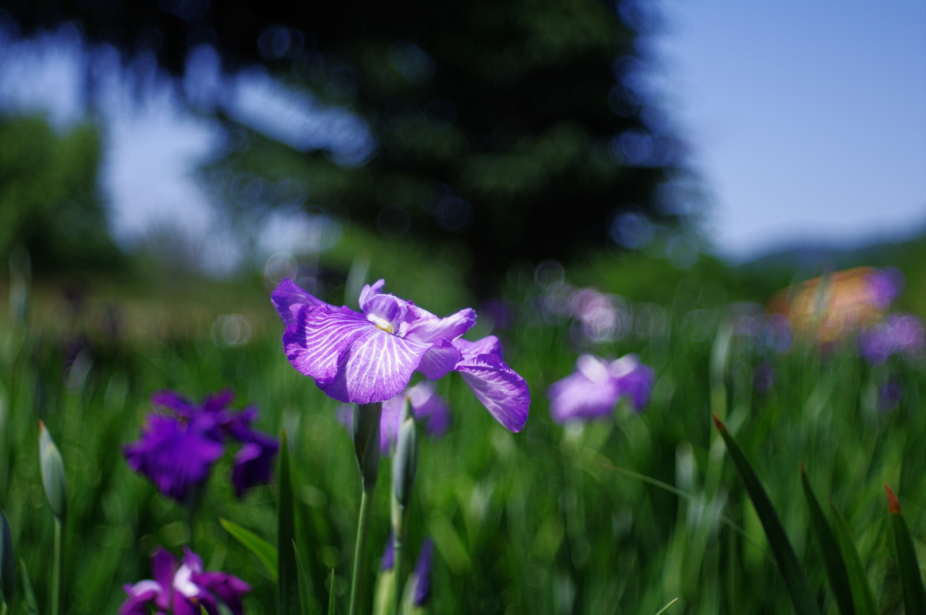 花菖蒲_2