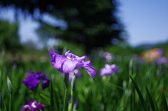 花菖蒲_2