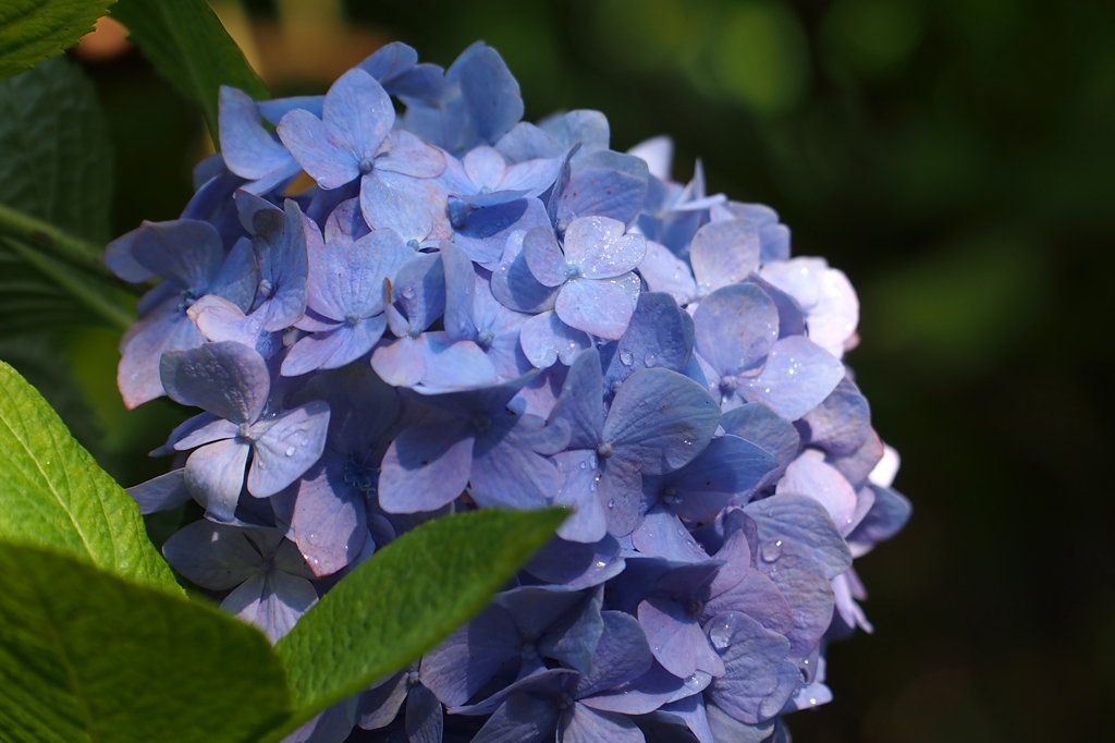 紫陽花_36