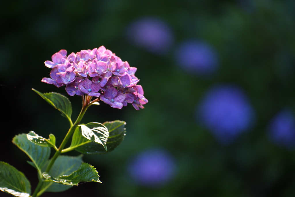 紫陽花_34