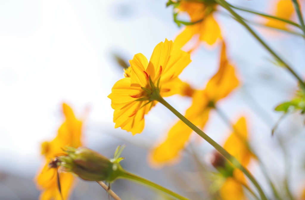 Yellow Cosmos_4