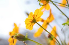 Yellow Cosmos_4