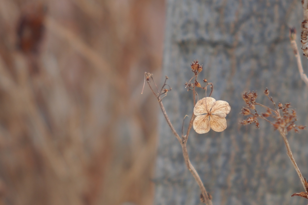 冬の紫陽花_7