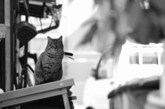 cat_2