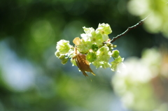 八重桜_4