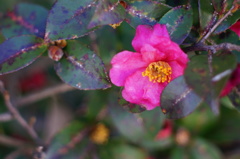 山茶花_11