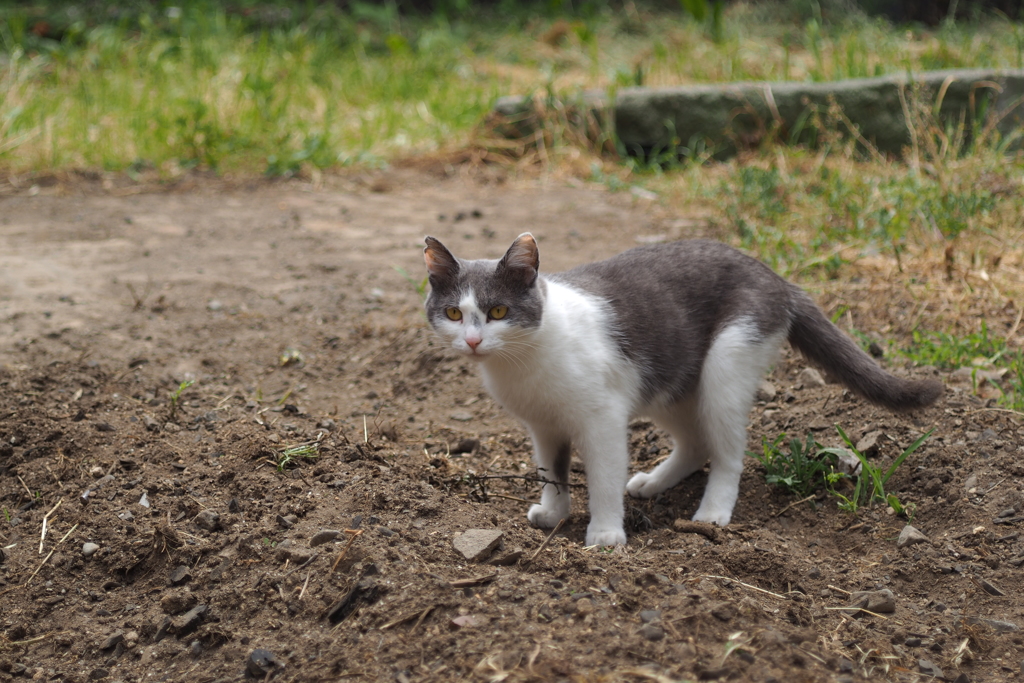 cat_34  空き地にて