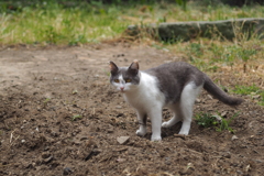 cat_34  空き地にて