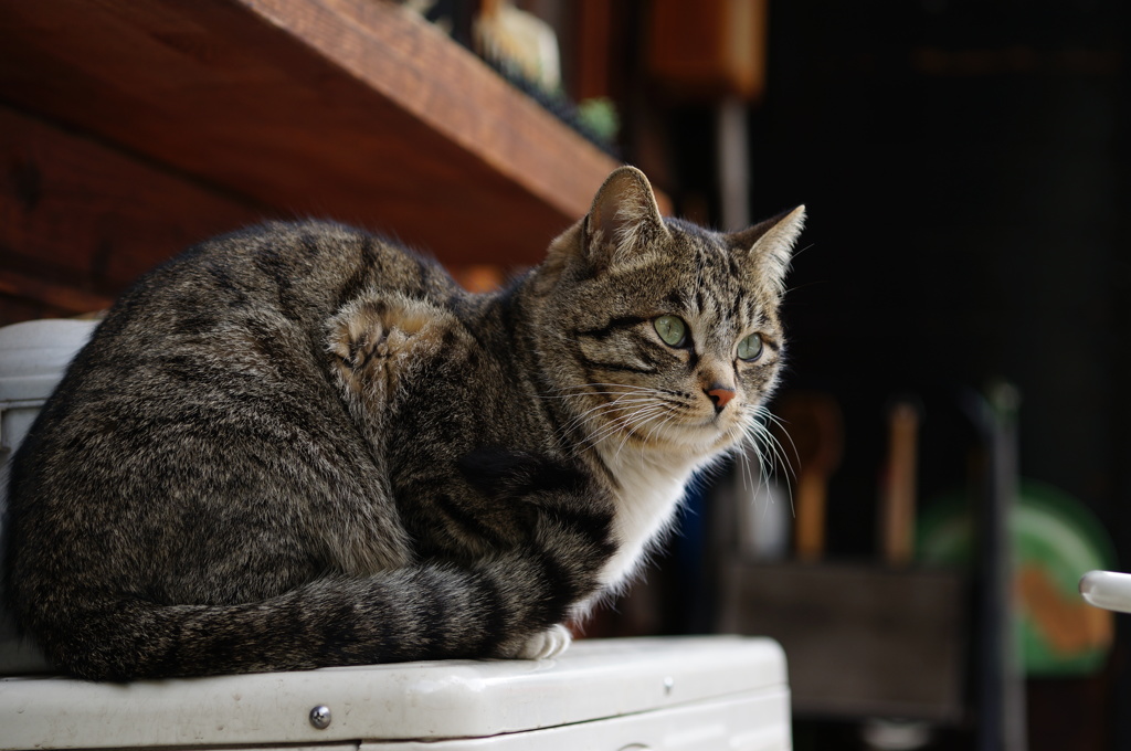 cat_230　思案中