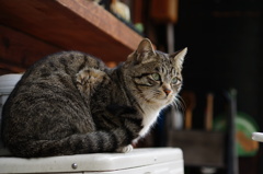 cat_230　思案中