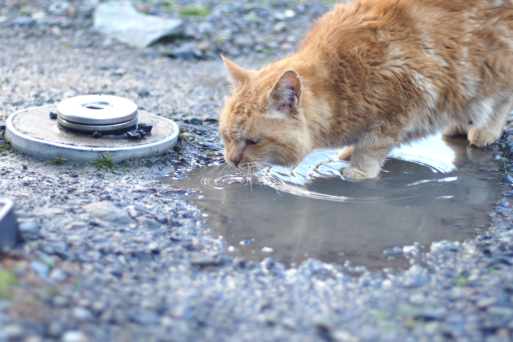 cat_482　雪解けの水溜り