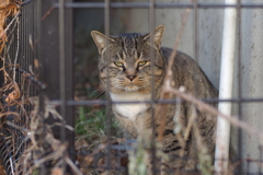 cat_193　君から見たら…