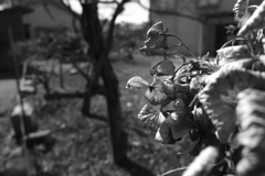 枯れてもなお…5