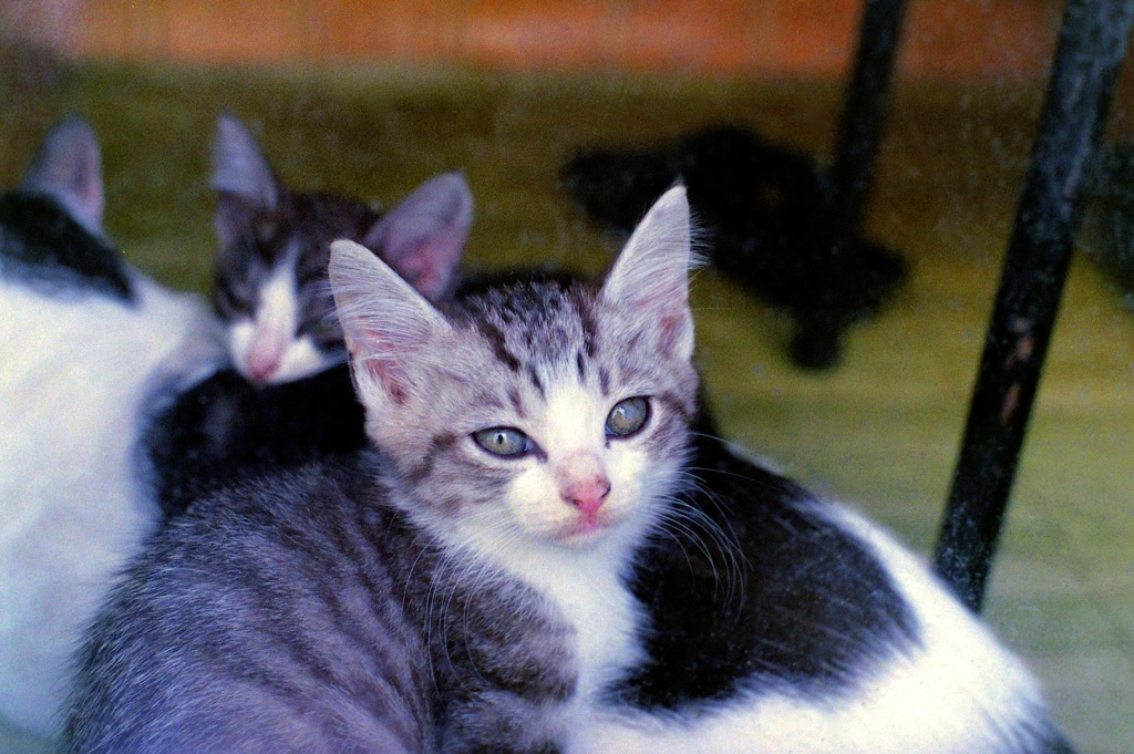 子猫1_フィルムにて