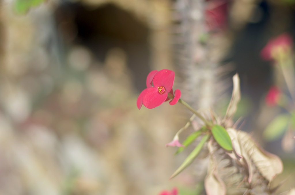 窓越しのハナキリン
