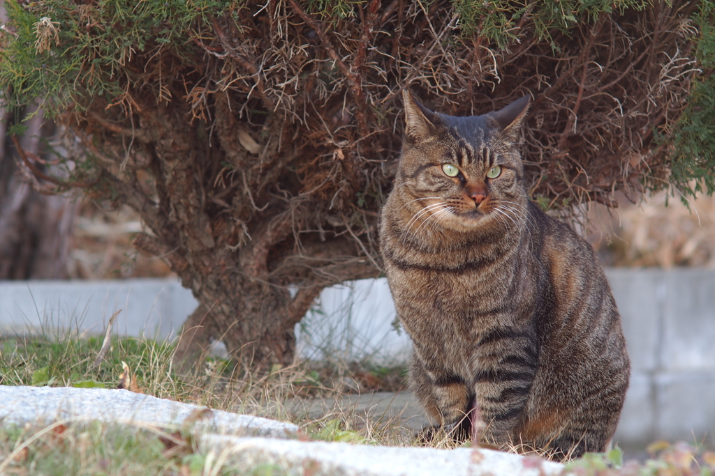 さくら猫
