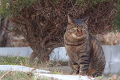 さくら猫