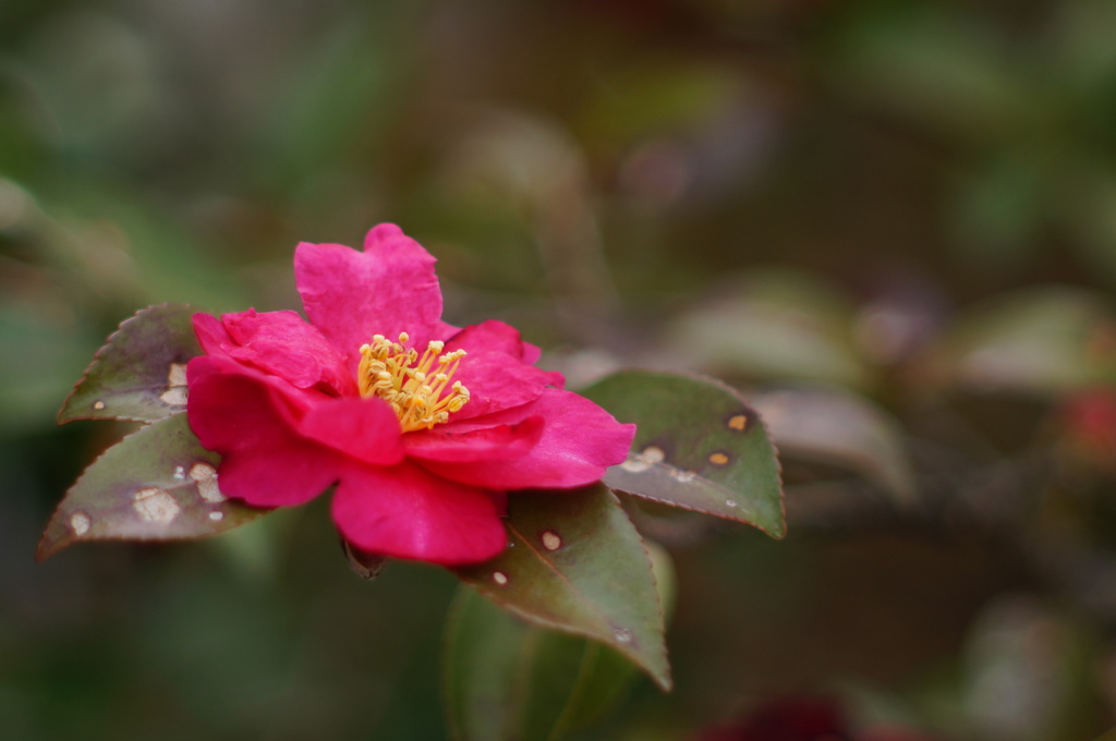 山茶花_10