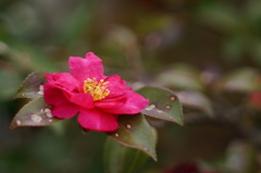 山茶花_10