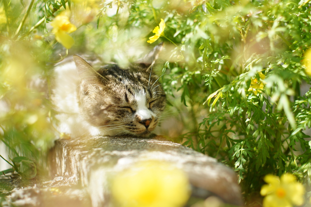 cat_127  お気に入りの場所で…